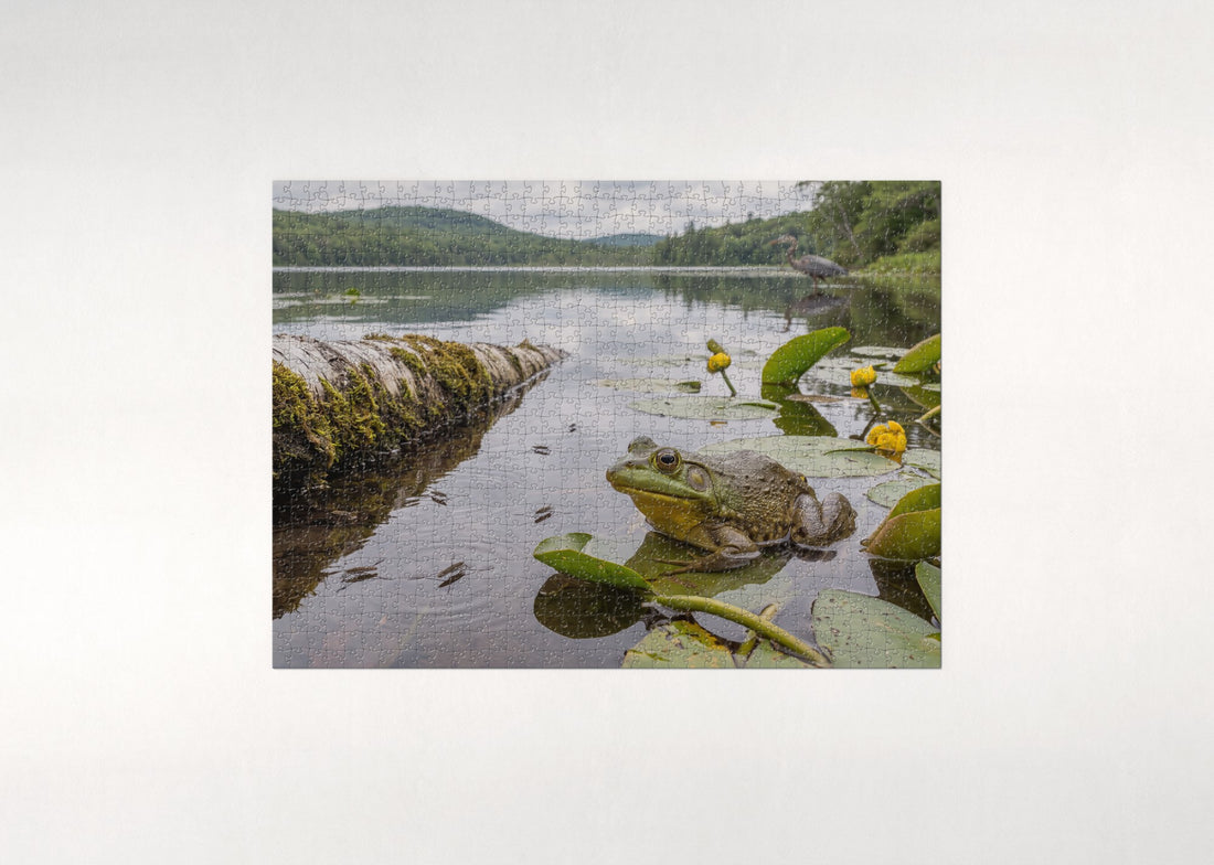 Bullfrog at the Lake Edge jigsaw puzzle - gift box
