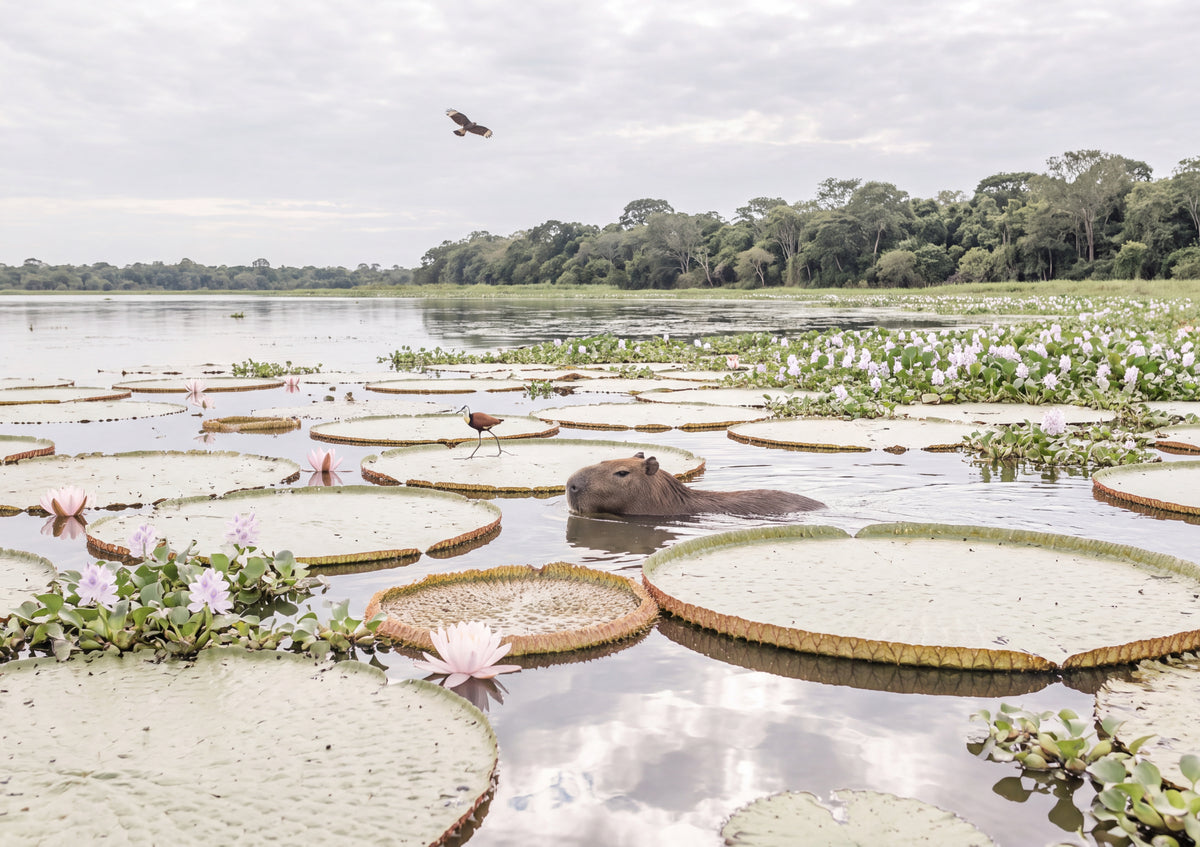Capybara Among the Water Lilies jigsaw puzzle