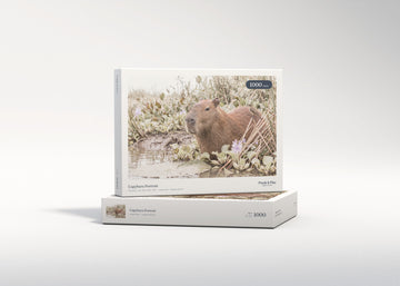 Capybara Portrait jigsaw puzzle - gift box
