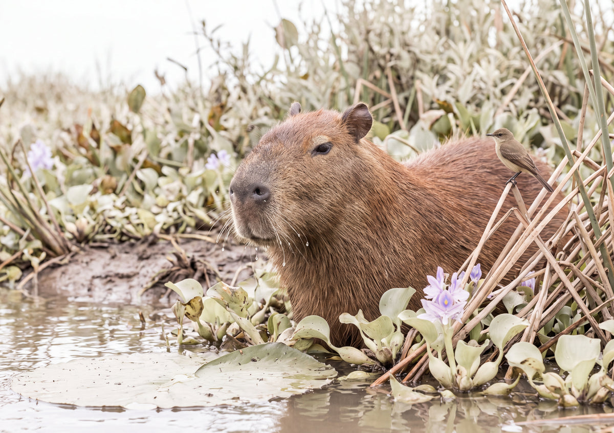 Capybara Portrait jigsaw puzzle