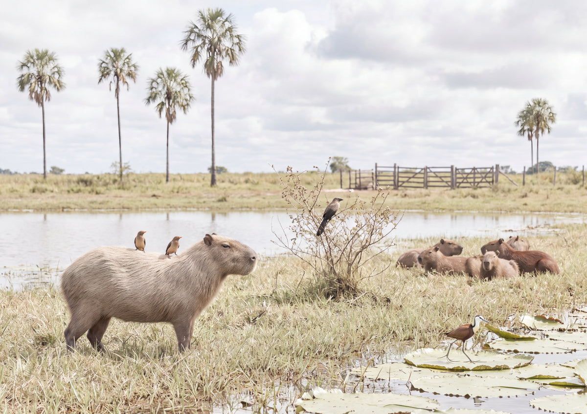 Capybara with Birds on Its Back jigsaw puzzle