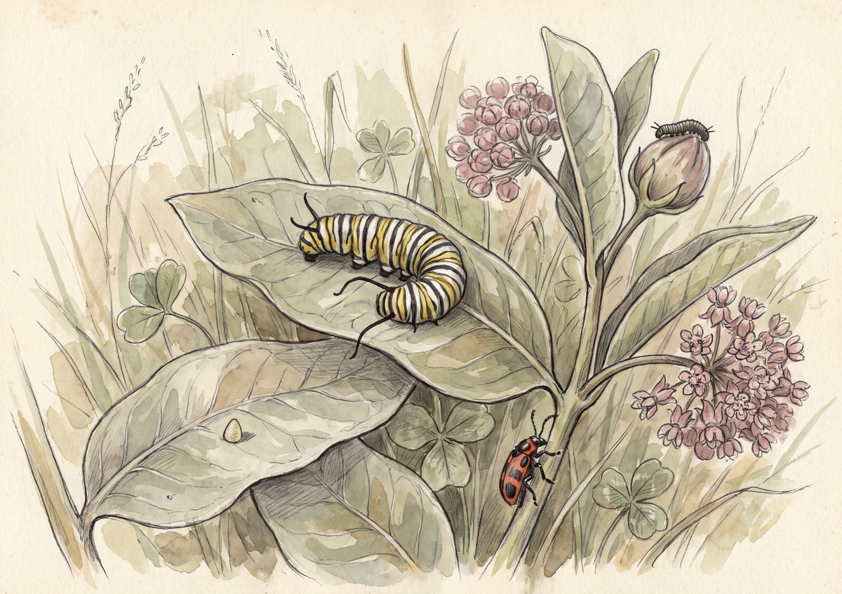 Caterpillar on the Milkweed Leaf jigsaw puzzle