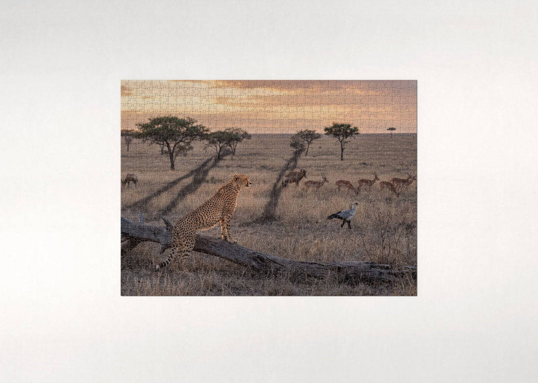 Cheetah at the Golden Hour Lookout jigsaw puzzle - gift box