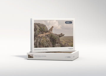 Cheetah Brothers on the Rocks jigsaw puzzle - gift box