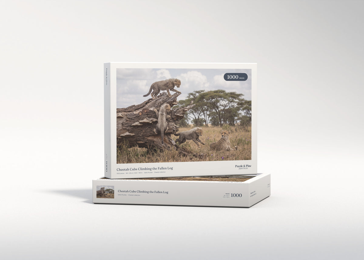 Cheetah Cubs Climbing the Fallen Log jigsaw puzzle - gift box