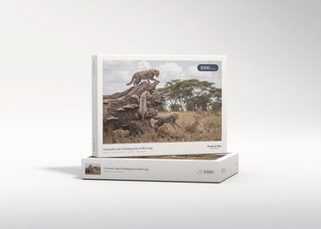 Cheetah Cubs Climbing the Fallen Log jigsaw puzzle - gift box