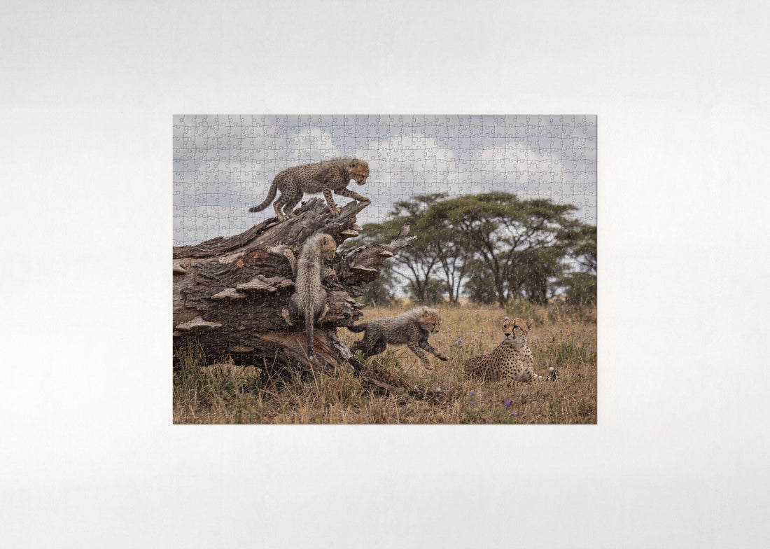 Cheetah Cubs Climbing the Fallen Log jigsaw puzzle - gift box