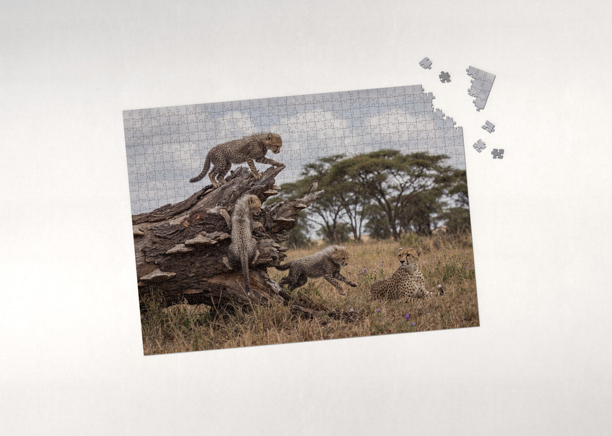 Cheetah Cubs Climbing the Fallen Log jigsaw puzzle - puzzle with loose pieces