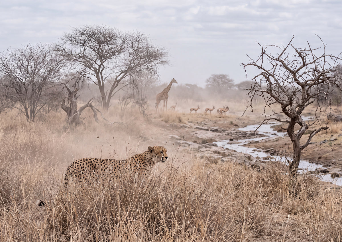 Cheetah in the Tall Dry Grass jigsaw puzzle