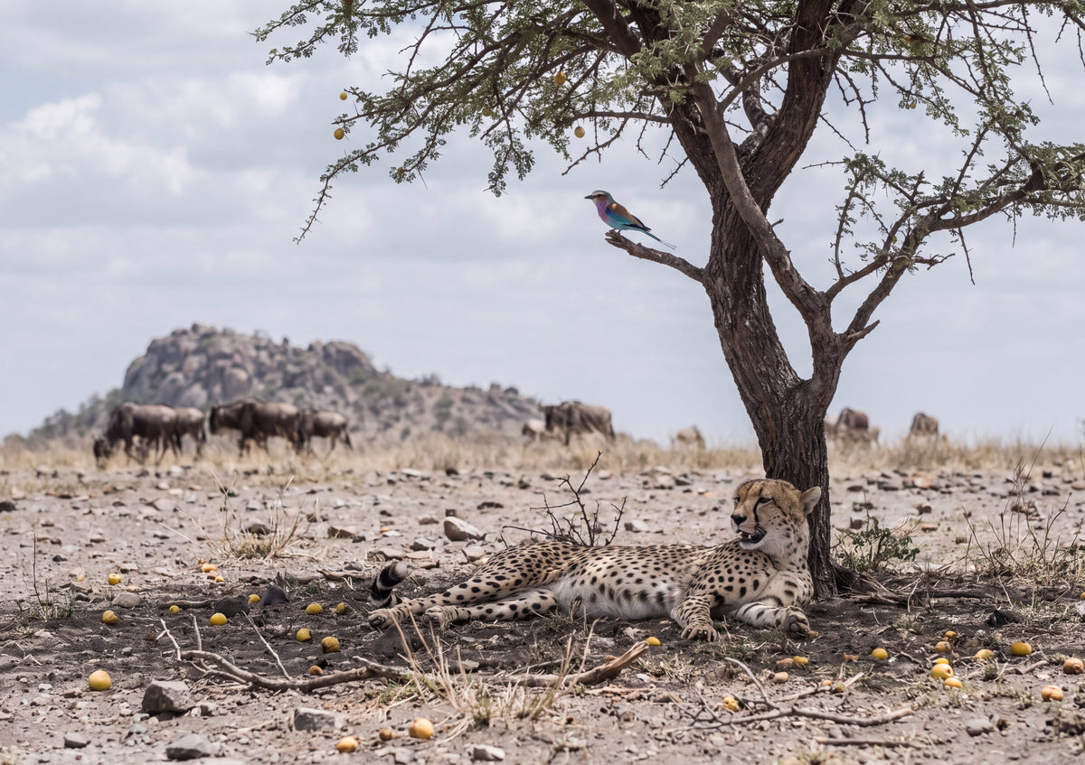Cheetah Resting Under the Shade Tree jigsaw puzzle