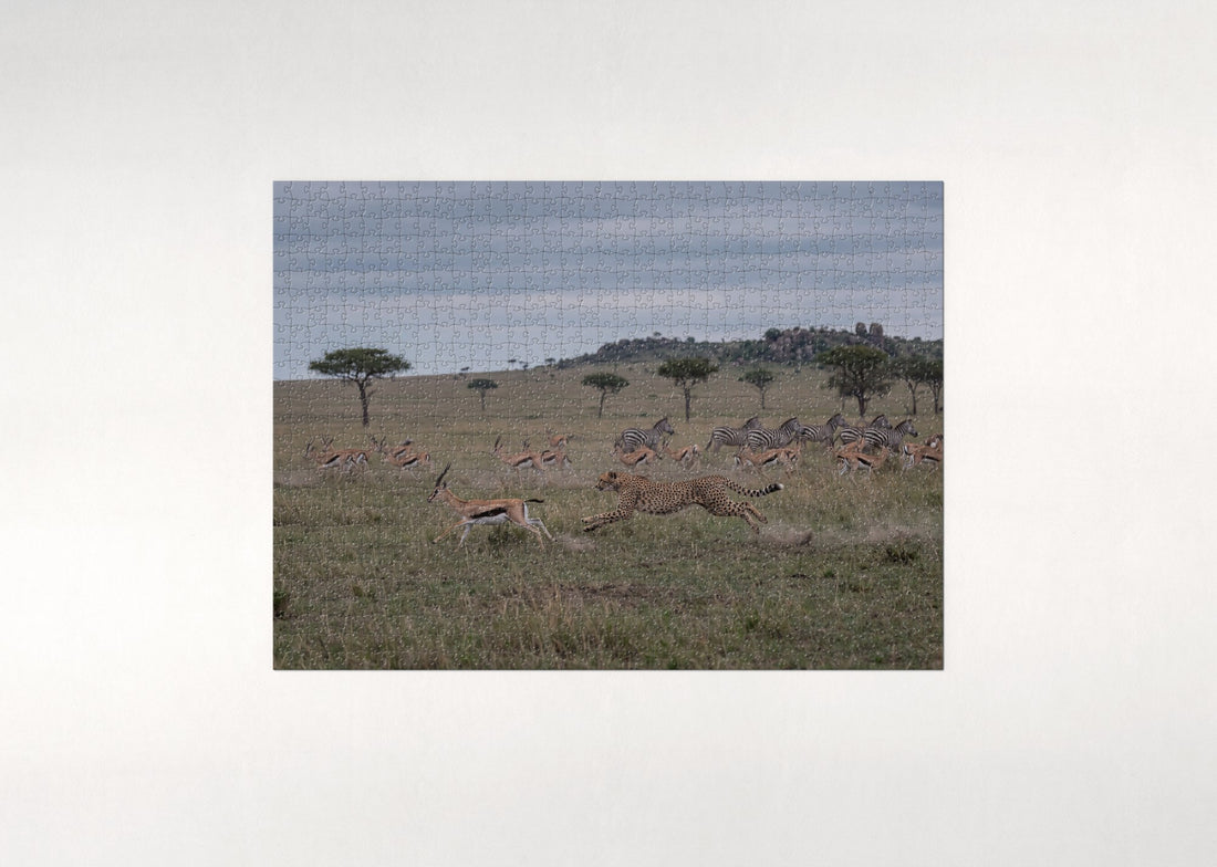 Cheetah Sprinting Across the Plains jigsaw puzzle - gift box