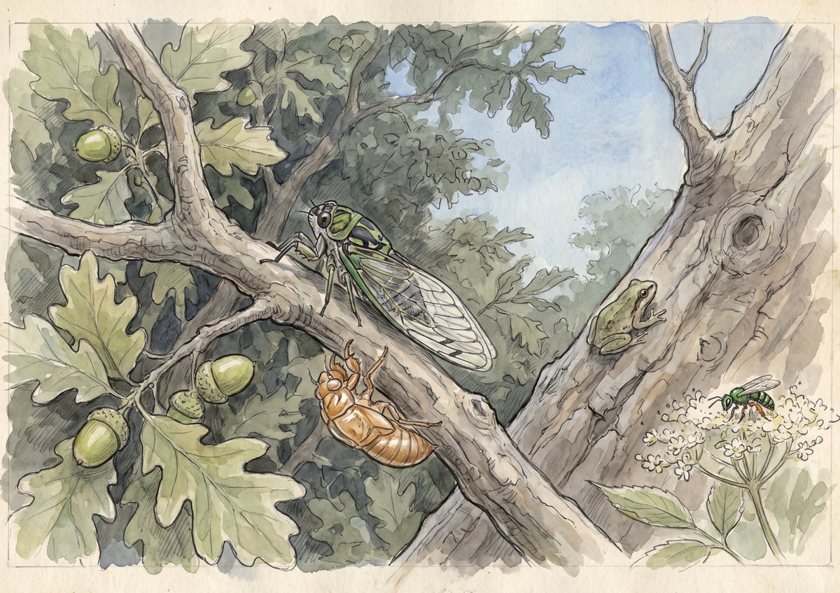 Cicada on the Summer Branch jigsaw puzzle