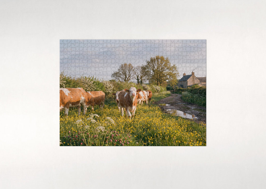 Cows in the Spring Buttercups jigsaw puzzle - gift box