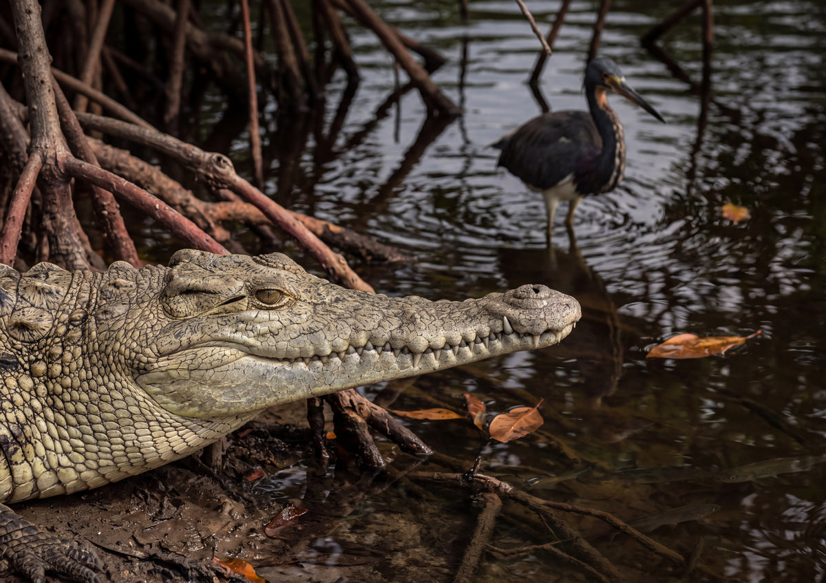 Crocodile Portrait Close Up jigsaw puzzle