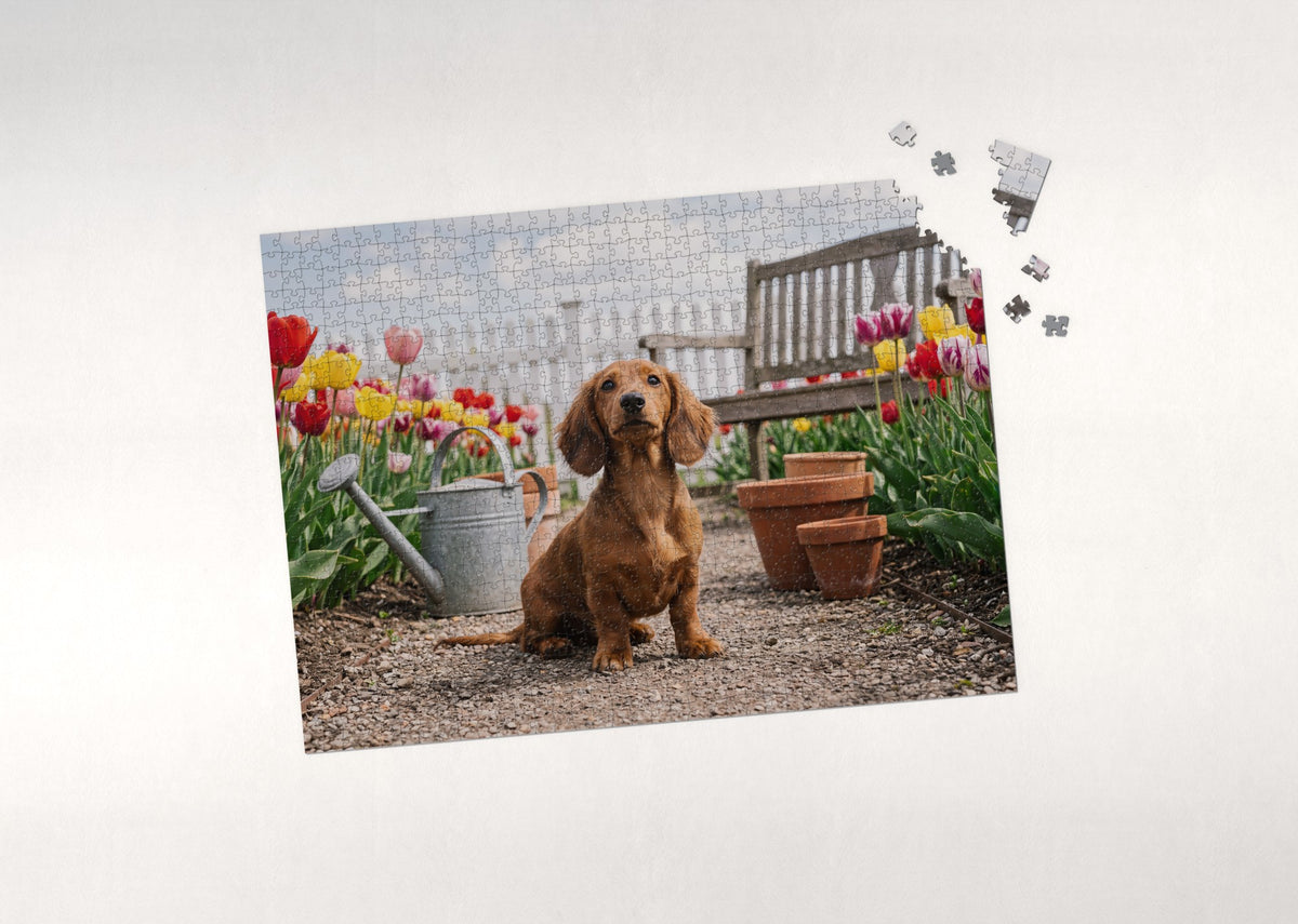 Dachshund Puppy in the Tulip Garden jigsaw puzzle - puzzle with loose pieces