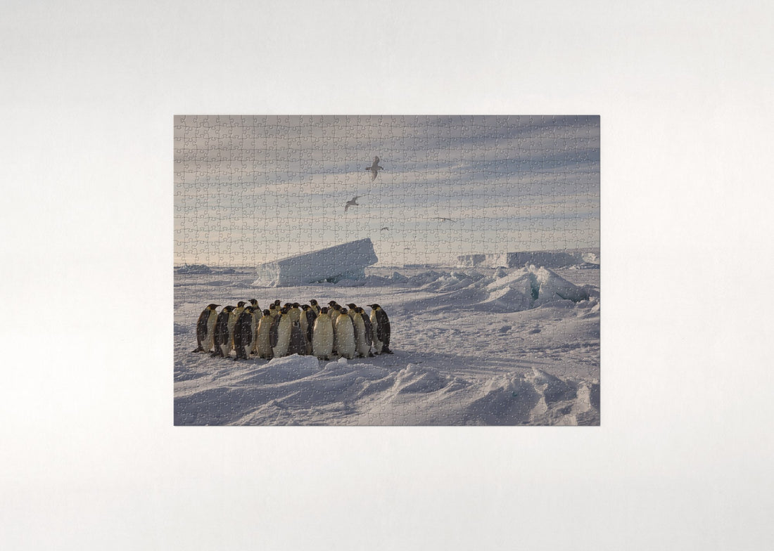 Emperor Penguins on the Antarctic Ice jigsaw puzzle - gift box