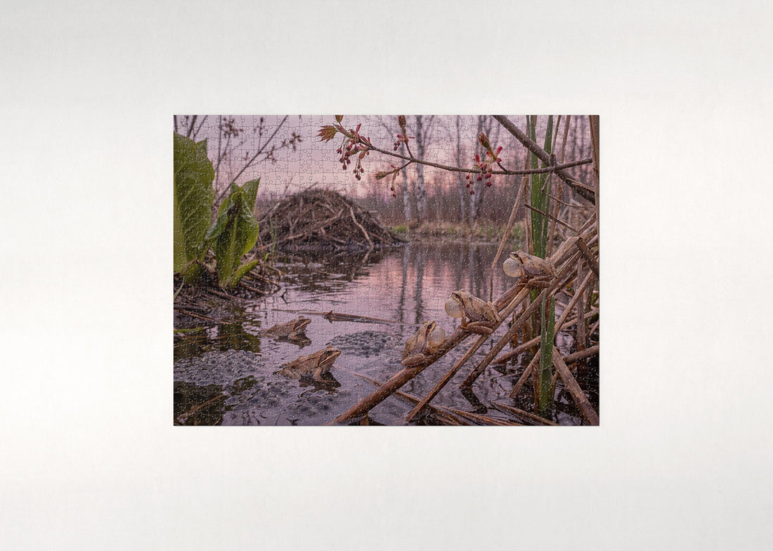 Frog Chorus in the Spring Marsh jigsaw puzzle - gift box