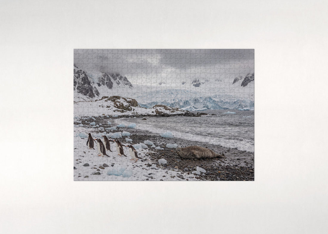 Gentoo Penguins at the Snowy Beach jigsaw puzzle - gift box