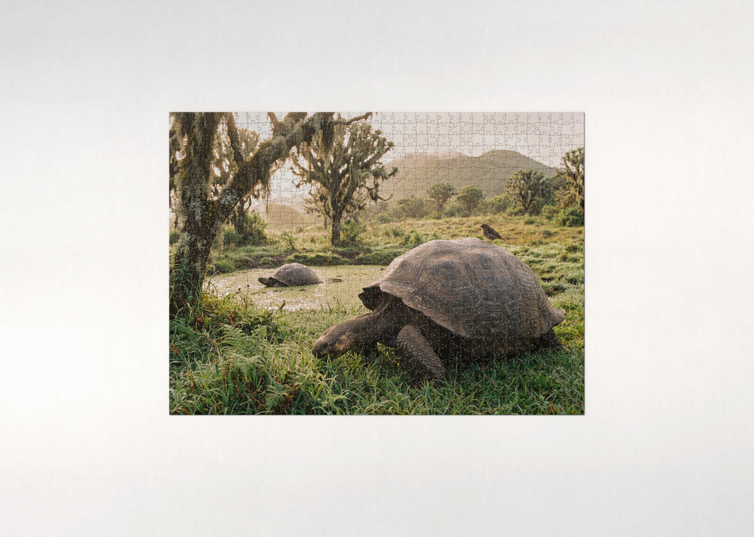 Giant Tortoise of the Galapagos jigsaw puzzle - gift box
