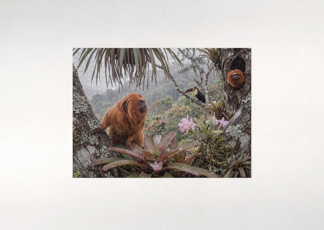 Golden Lion Tamarin on the Branch jigsaw puzzle - gift box