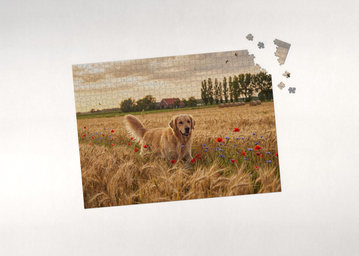 Golden Retriever in the Golden Wheat Field jigsaw puzzle - puzzle with loose pieces