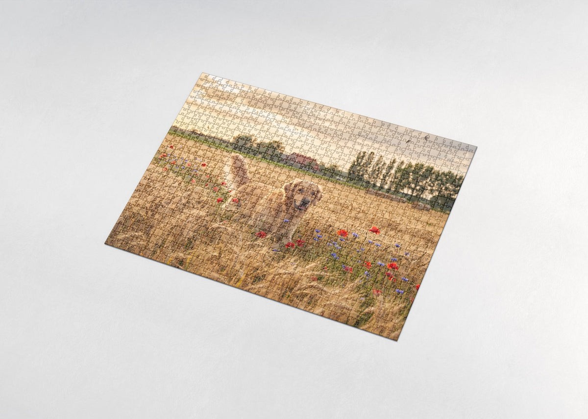 Golden Retriever in the Golden Wheat Field jigsaw puzzle - assembled puzzle