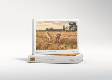 Golden Retriever in the Golden Wheat Field jigsaw puzzle - gift box
