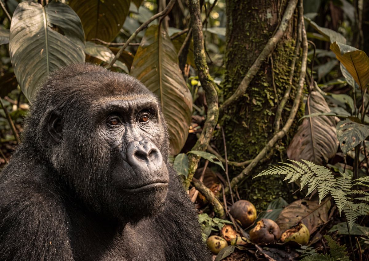 Gorilla Portrait with Thoughtful Gaze jigsaw puzzle