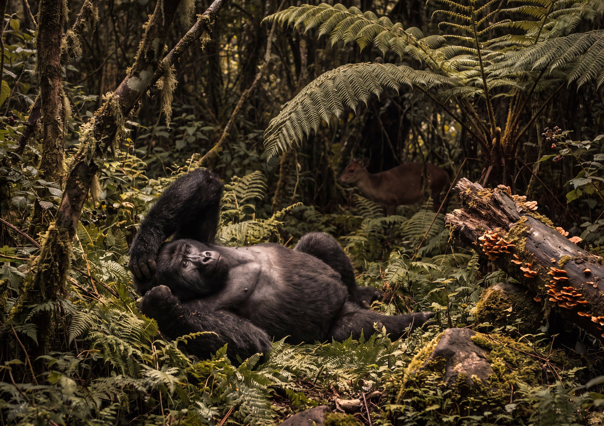 Gorilla Resting in the Ferns jigsaw puzzle