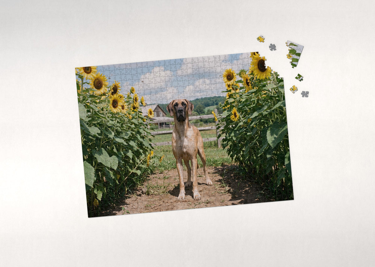 Great Dane in the Sunflower Rows jigsaw puzzle - puzzle with loose pieces