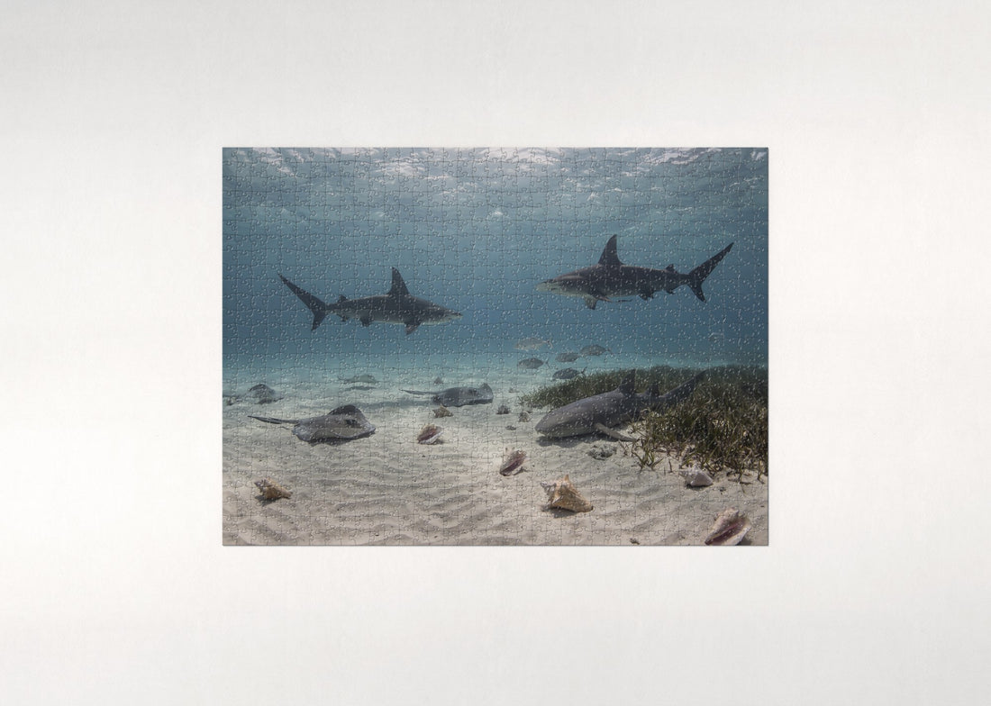 Hammerhead Sharks Over the Sandbar jigsaw puzzle - gift box