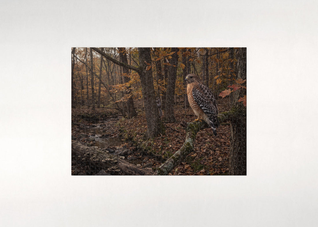 Hawk in the Autumn Woodland jigsaw puzzle - gift box