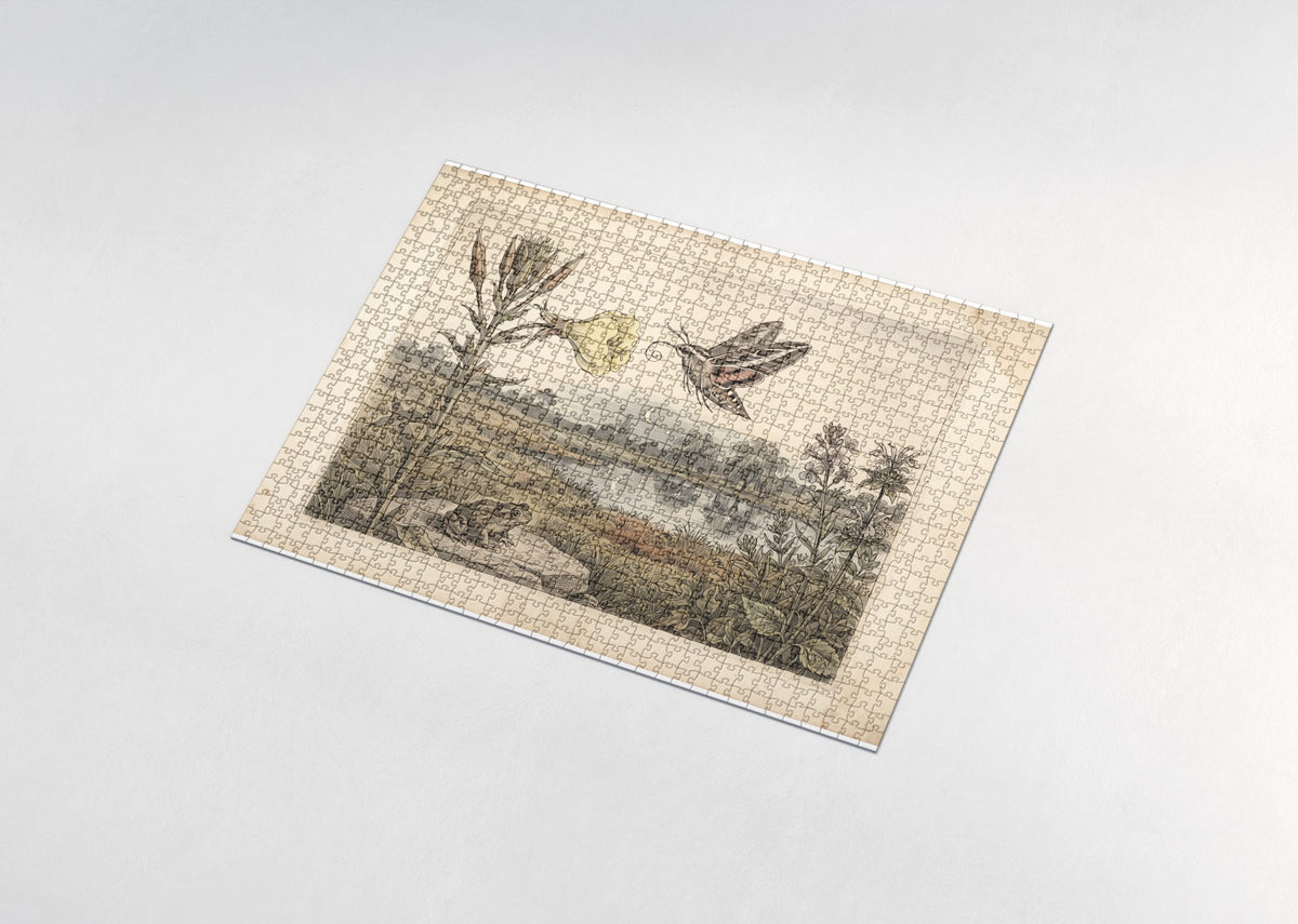Hawk Moth at the Evening Primrose jigsaw puzzle - assembled puzzle