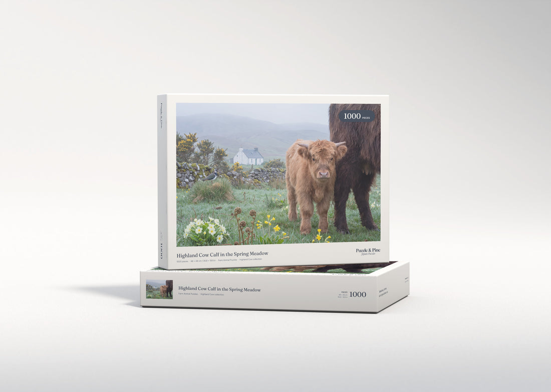 Highland Cow Calf in the Spring Meadow jigsaw puzzle - gift box