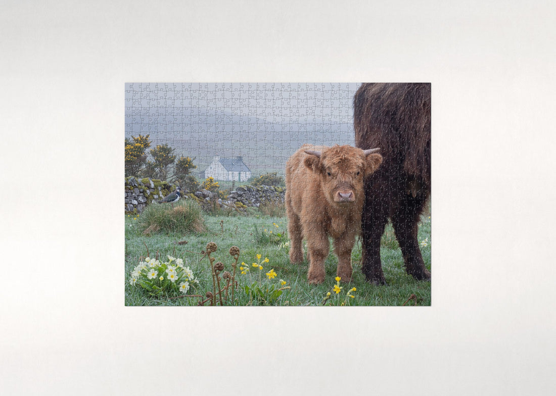 Highland Cow Calf in the Spring Meadow jigsaw puzzle - gift box