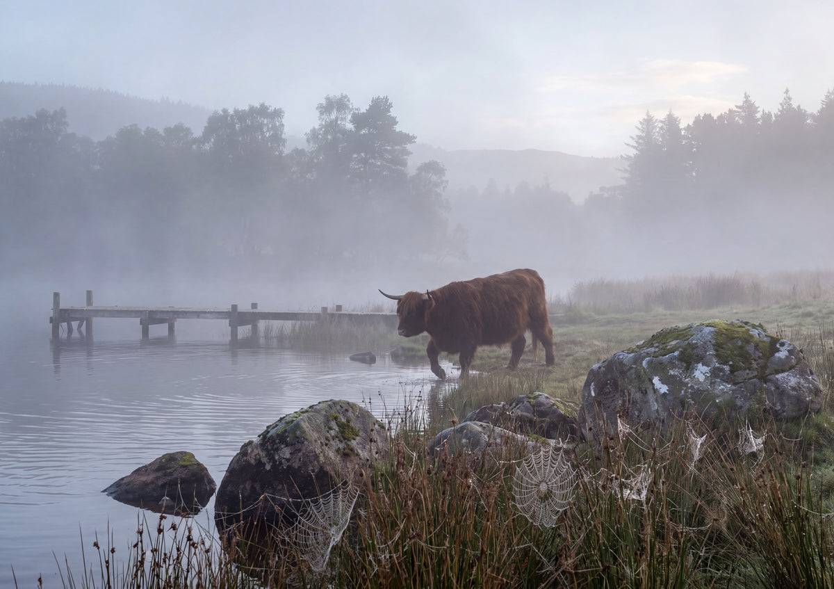 Highland Cow in the Morning Fog jigsaw puzzle