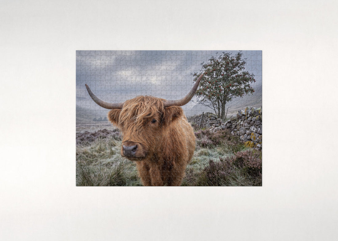 Highland Cow Portrait with Windswept Fringe jigsaw puzzle - gift box