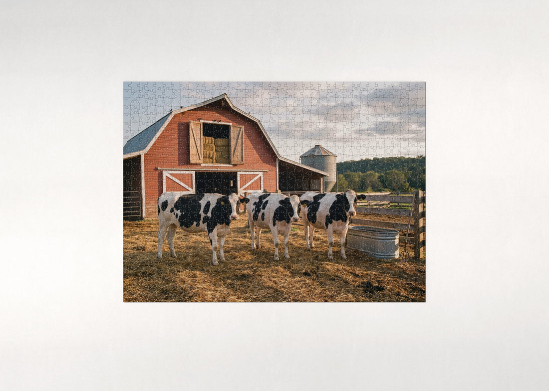 Holstein Cows at the Red Barn jigsaw puzzle - gift box