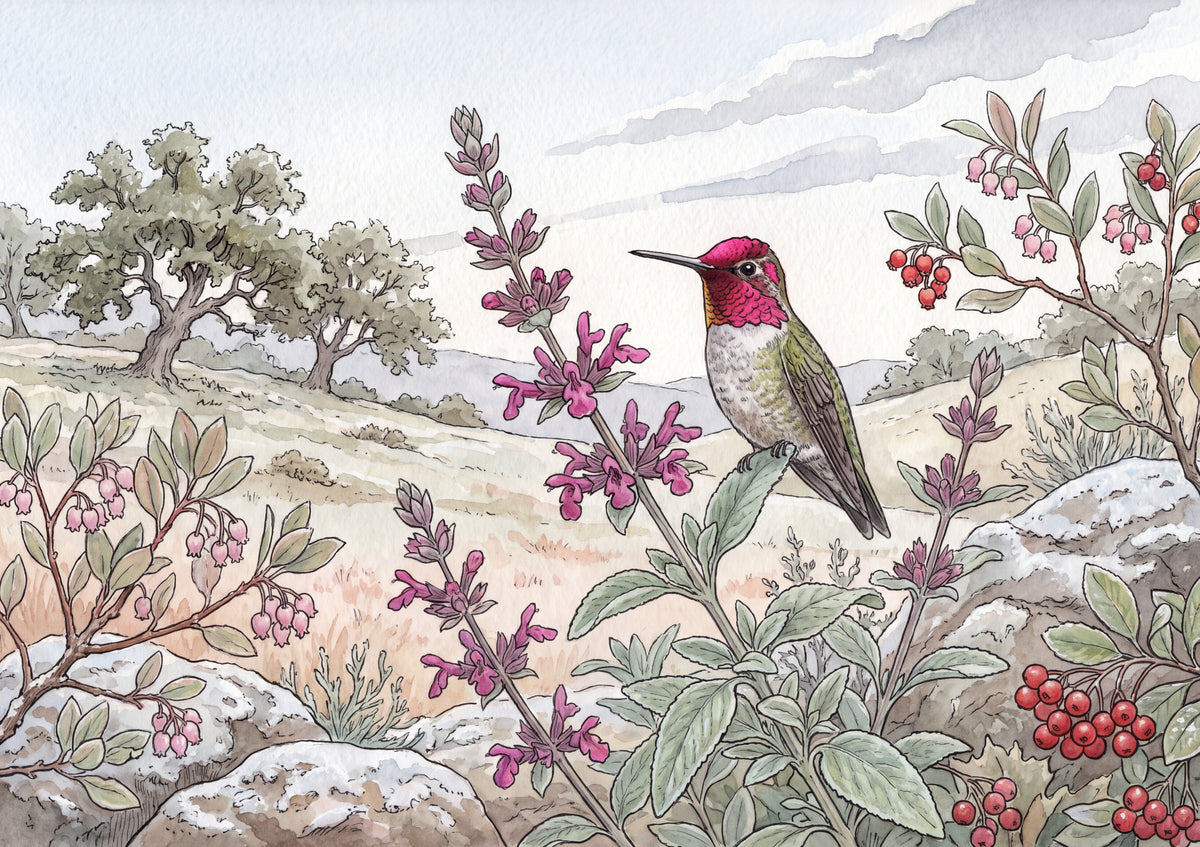 Hummingbird in the Winter Sage jigsaw puzzle