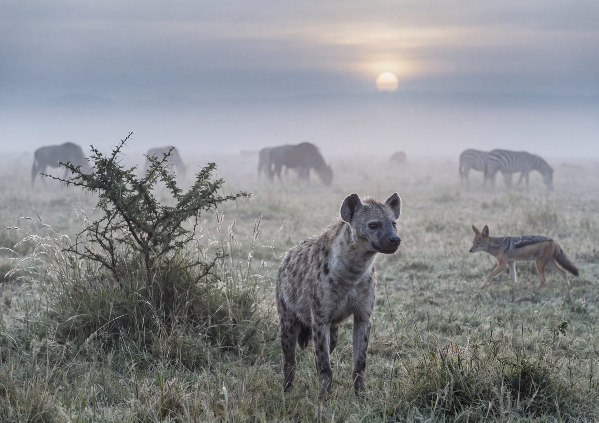 Hyena in the Morning Grass jigsaw puzzle