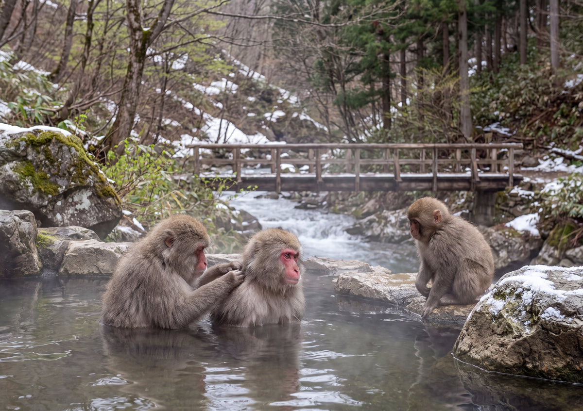Japanese Macaques in the Hot Spring jigsaw puzzle