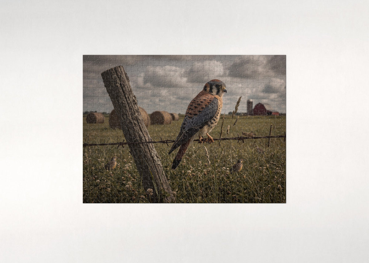 Kestrel on the Fence Wire jigsaw puzzle - flat puzzle
