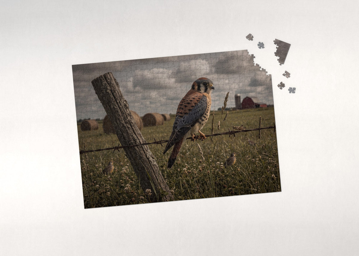 Kestrel on the Fence Wire jigsaw puzzle - puzzle with loose pieces