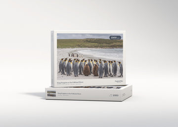 King Penguins at the Falkland Shore jigsaw puzzle - gift box