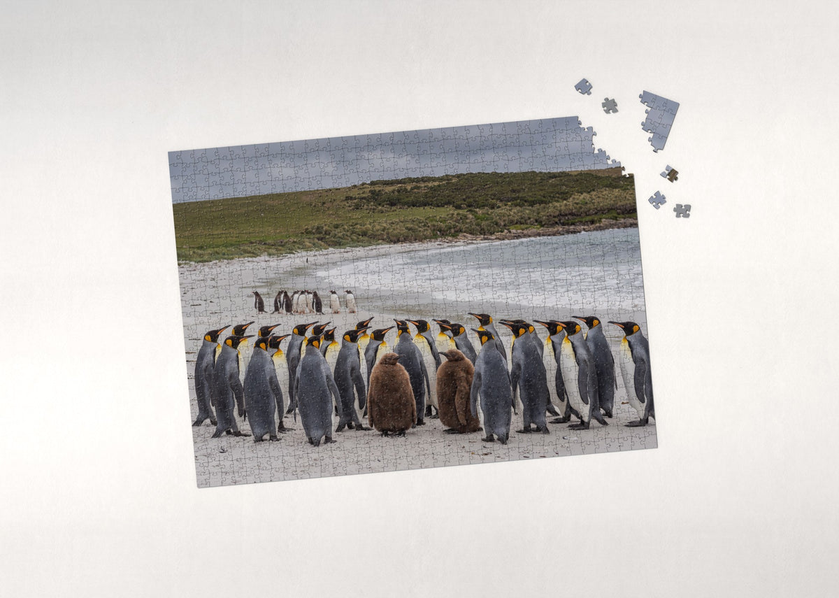 King Penguins at the Falkland Shore jigsaw puzzle - puzzle with loose pieces