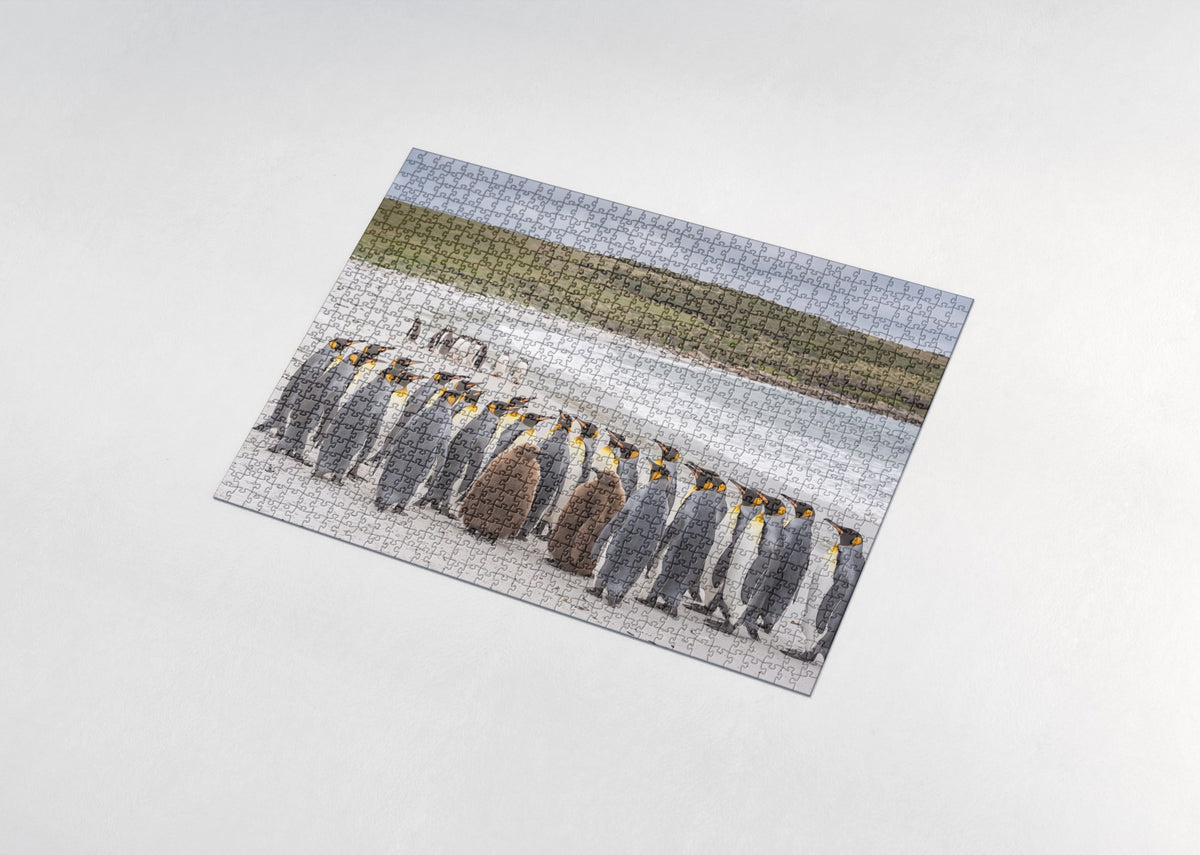 King Penguins at the Falkland Shore jigsaw puzzle - assembled puzzle