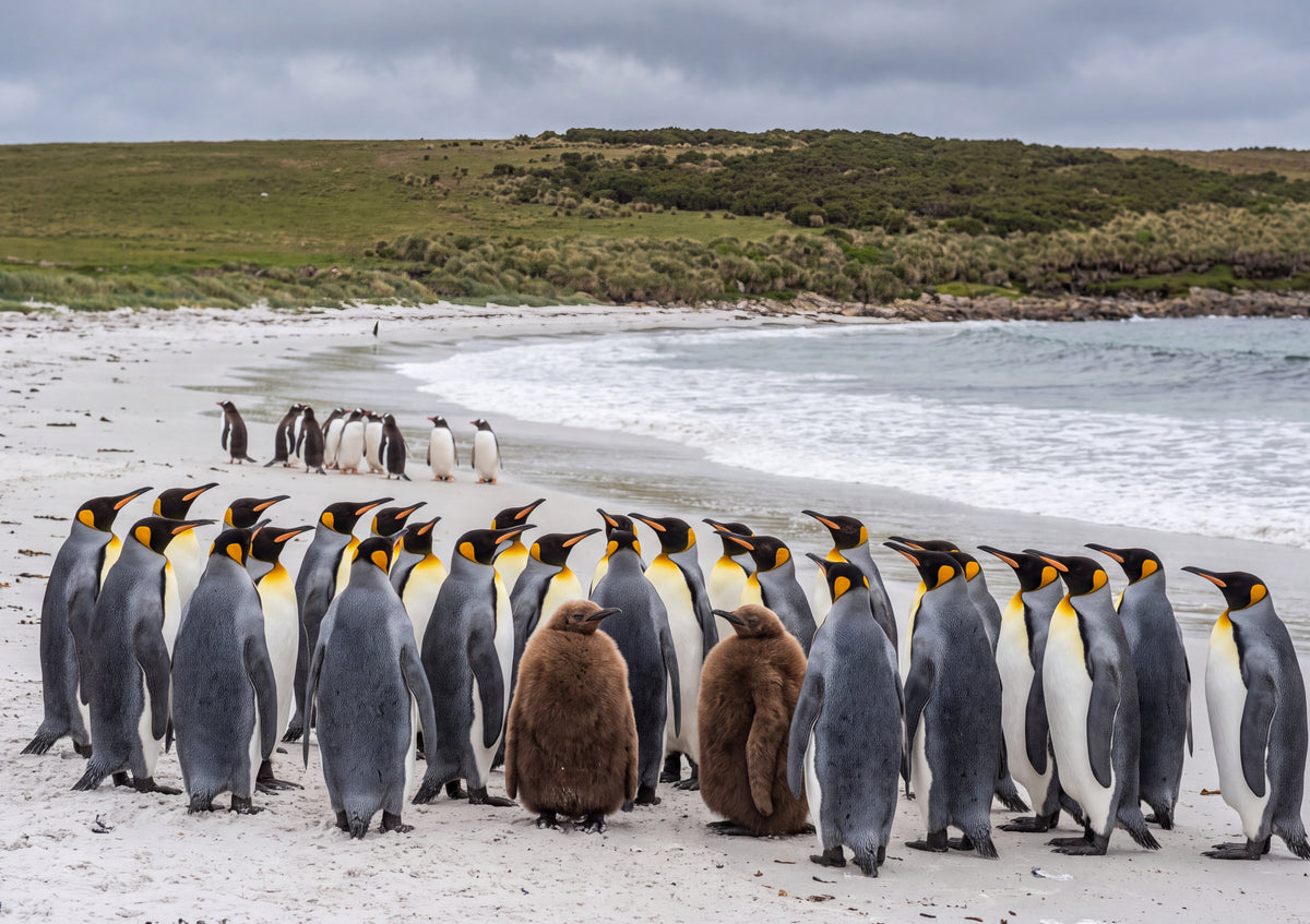 King Penguins at the Falkland Shore jigsaw puzzle