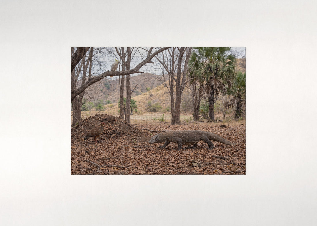 Komodo Dragon in the Dry Forest jigsaw puzzle - gift box
