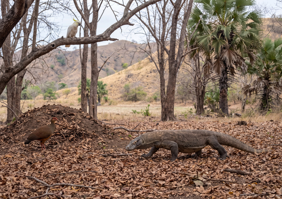 Komodo Dragon in the Dry Forest jigsaw puzzle