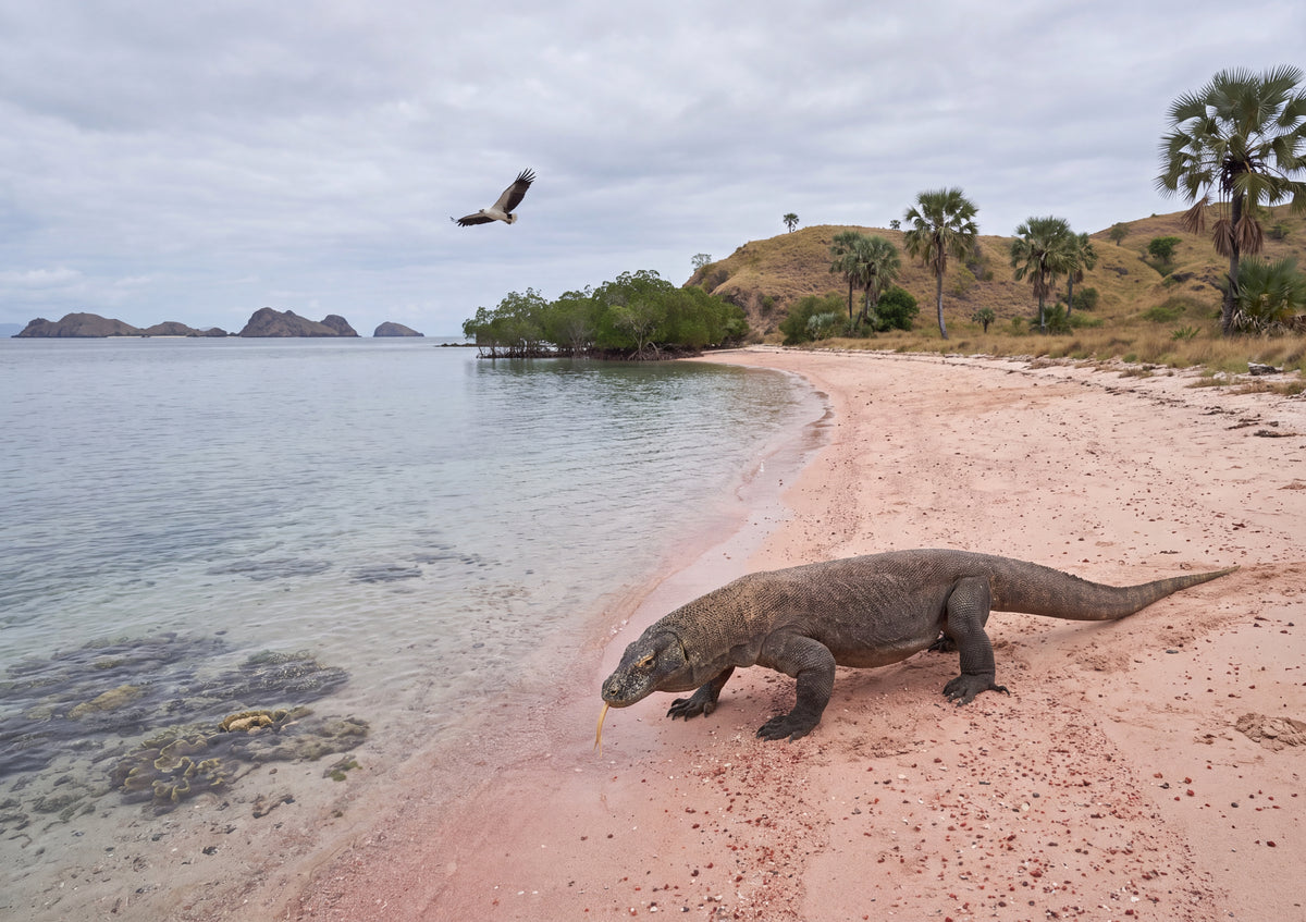 Komodo Dragon on the Island Beach jigsaw puzzle